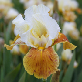 Iris germanica honney glazed