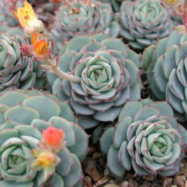 Echeveria dondo