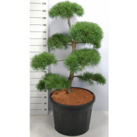 Pinus sylvestris - Bonsaï