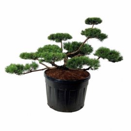Pinus mugo - Bonsaï