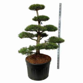Pinus nigra nigra - Bonsaï