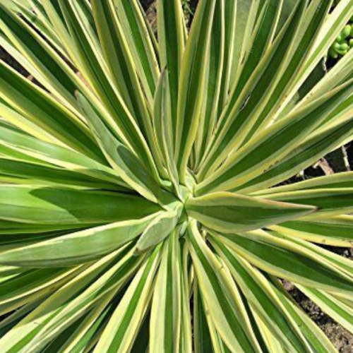 Yucca gloriosa var. wester dreams
