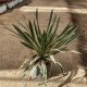 Yucca gloriosa var. wester dreams