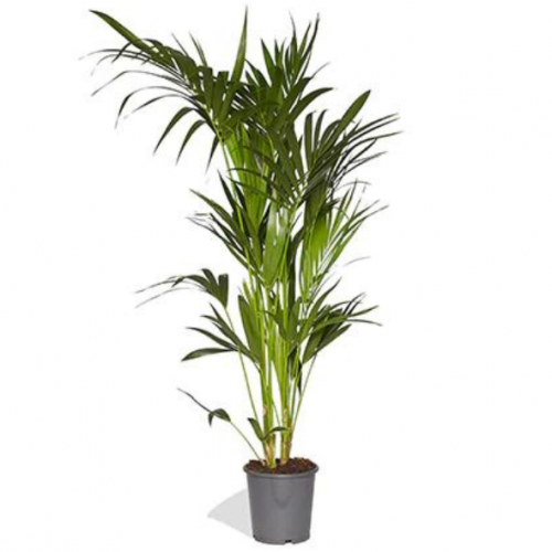 Choisir son palmier d'intérieur - Gamm vert