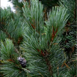 Pinus cembra compacta glauca ( Arolle nain)