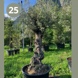 Olea Europaea (olivier) No 25