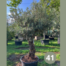 Olea Europaea (olivier) No 41