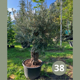 Olea Europaea (olivier) No 38