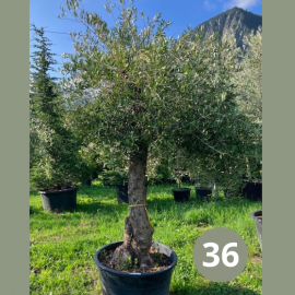 Olea Europaea (olivier) No 36