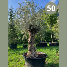 Olea Europaea (olivier)