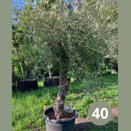 Olea Europaea (olivier) No 50