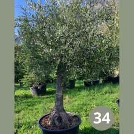 Olea Europaea (olivier) No 40