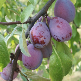 Prunus domestica 'Reine-Claude d'Oullins' (prunier)