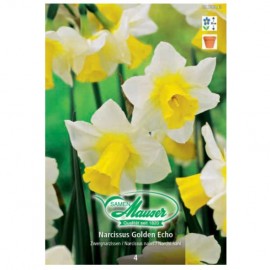 Golden Echo, Narcisses nain, 4 bulbes