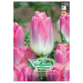 Tulipe hybride de Darwin Kunyun