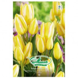 Antoinette, Tulipe Bouquet, 10 bulbes