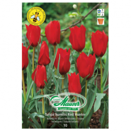 Red Hunter, Tulipe sauvage, 10 bulbes