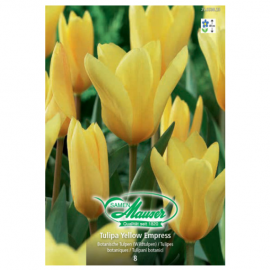 Yellow Empress, Tulipe Fosteriana, 8 bulbes