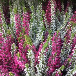 Calluna vulgaris ´Garden Girls’ twin