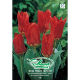 Tulipe Mme Lefeber 9 bulbes