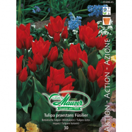 Tulipe Praestans Fusilier, 30 bulbes