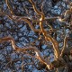 Corylus avellana 'Medusa' - Noisetier tortueux
