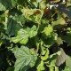 Corylus avellana 'Medusa' - Noisetier tortueux