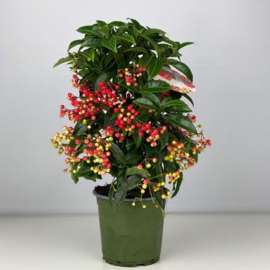 Ardesia crenata bospermium rouge