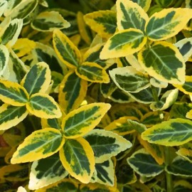 Euonymus fortunei 'Emerald'n gold'