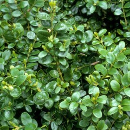 Buxus sempervirens (Buis)