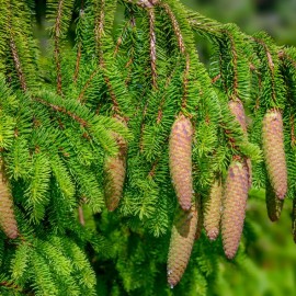 Picea abies (Epicéa)