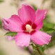 Hibiscus syriacus 'Woodbridge' (mauve en arbre)