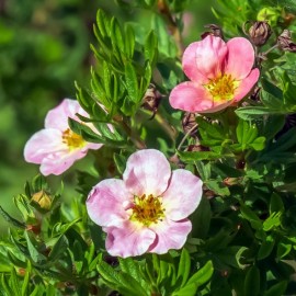 Potentilla fruticosa 'Pink Paradise' (potentille arbustive rose)