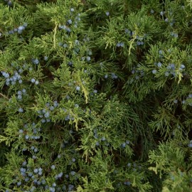 Juniperus communis 'Repanda' (genévrier)