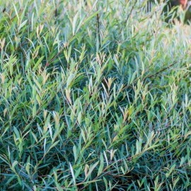Salix 'Purpurea' (saule)