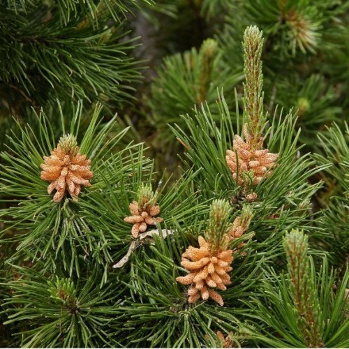 Pinus sylvestris (pin sylvestre)