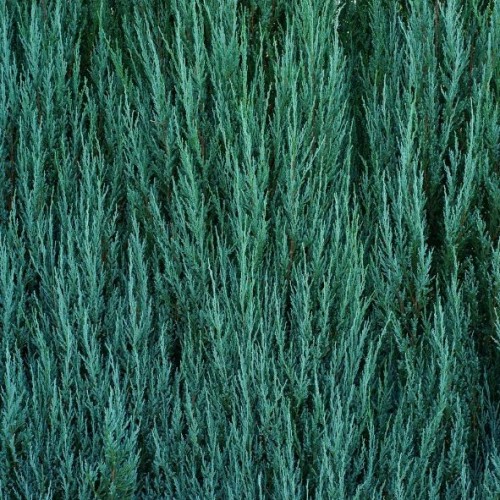 Juniperus virginia 'Blue Arrow' (Genévrier de Virginie)