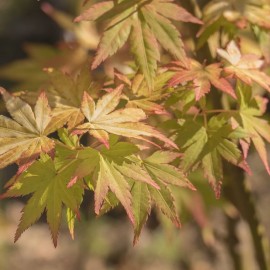 Acer palmatum 'Katsura' (érable du Japon)