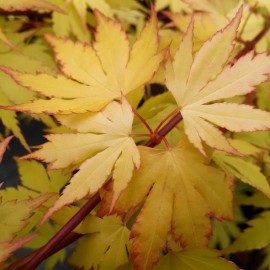 Acer palmatum 'Bi Hoo' (érable du Japon)