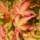 Acer palmatum 'Sango Kaku' (érable du Japon)