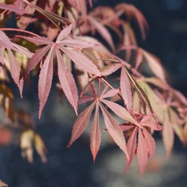 Acer palmatum 'Fireglow' (érable du Japon)