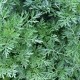 Artemisia absinthium - Absinthe