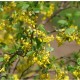 Ribes odoratum - Groseillier doré