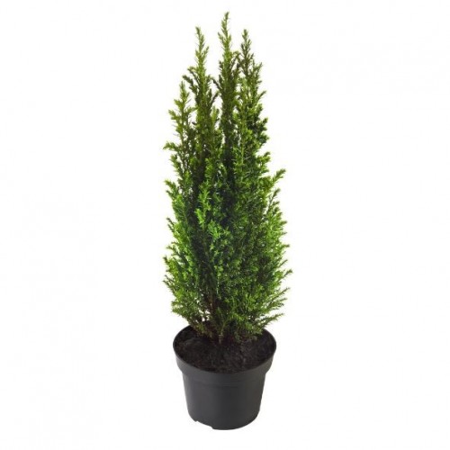 Juniperus comunis hibernica