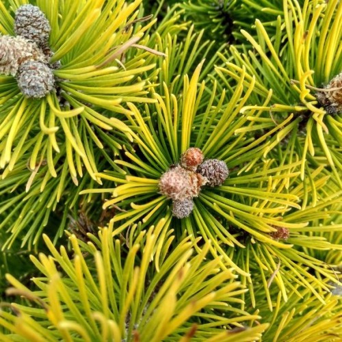 Pinus mugo winter gold-Pépinières Constantin.