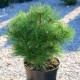 Pinus nigra nana