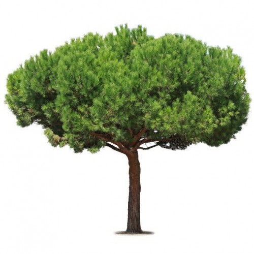 Pinus pinéa
