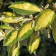 Eleagnus pung. maculata