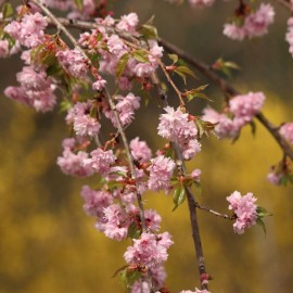 Prunus kikushidare zakura